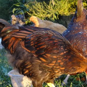 Golden Laced wyandot  12 weeks