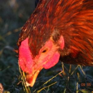 Golden Laced wyandot  12 weeks