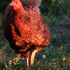 Golden Laced wyandot  12 weeks