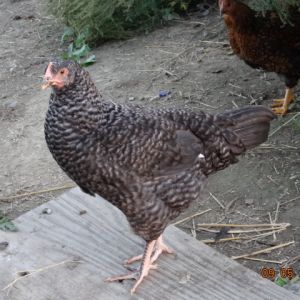 Cuckoo Maran 12 weeks