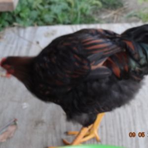 Golden Laced wyandot Roo  12 weeks