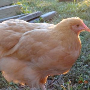 Buff Orpington  12 weeks