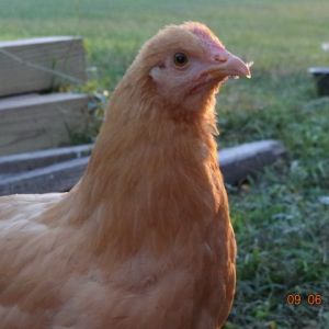 Buff Orpington  12 weeks