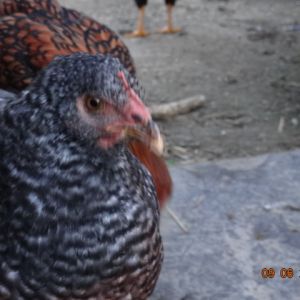 Cuckoo Maran 12 weeks