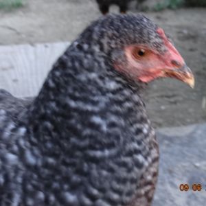 Cuckoo Maran 12 weeks