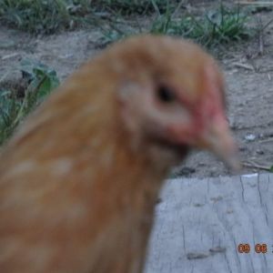 Buff Orpington  12 weeks