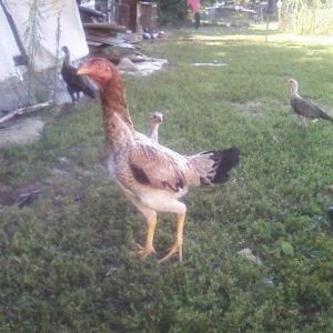 Thai mother with chicks. Beautiful Wheaten Colored
