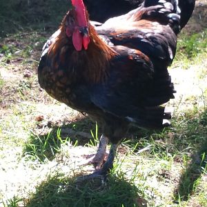 bc marans 13 weeks old