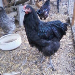 Black Orpington Cockerel