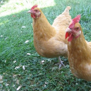 hen left possible roo right.