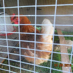 Rose my new chicken, I hope we get on just as Beatrix and Violet do.