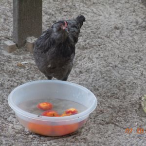 Coco checking out the new summer treat: frozen fruit in a bowl of cold water