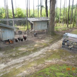 The coop, with Jerry Lee's cage to the right
