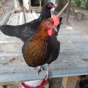Mildred & Lucy waiting for a treat