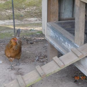 Belle getting ready to go lay an egg