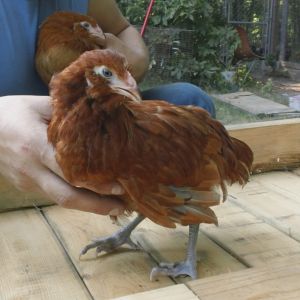 Young Red Project Pullet
