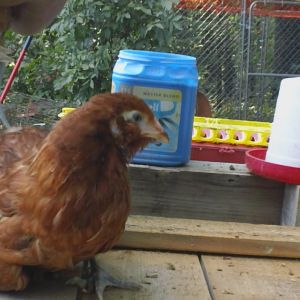 Young Red Project Pullet
