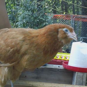 Young Red Project Pullet #2