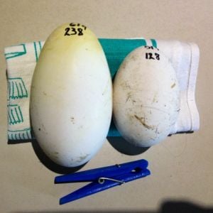 238 gram and 128 gram geese eggs