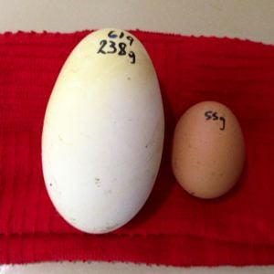 The 238 gram goose egg sure makes a 55gram chicken egg look like a miniature