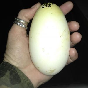 Peppers whopper 238 grams - a big handful