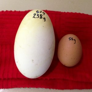 It certainly dwarfs the chicken egg