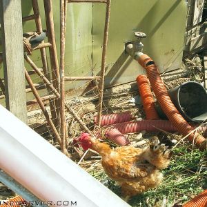 Another Tuscan "pollaio" (chicken run/coop). These chickens live a few hundred meters from the others in this album.