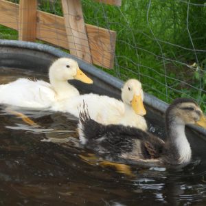 swimming happily
