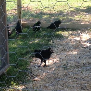 6 black copper marans, 4 pullets and 2 roos!