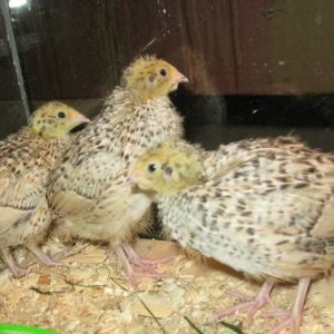 My three stepdaughters quail.  Pumpkin Pie, Skibbers and Poopsalot.