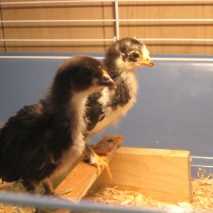 My daughters first chickens - Trouble and Squeakers