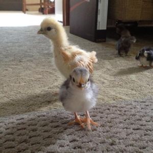 Sunny and Pebbles exploring