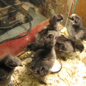 Our first six chicks from our chickens- had a friend incubate them.