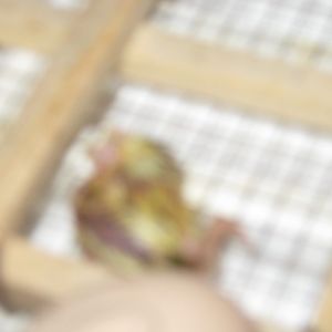 The first quail to hatch in the incubator-bad picture