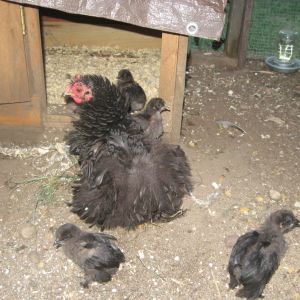 Curly Girly and her first batch of chicks