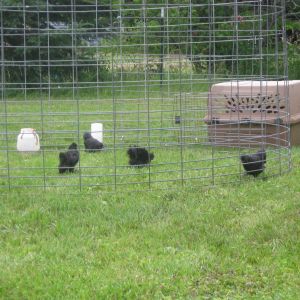 4 of our chicks at their new home
