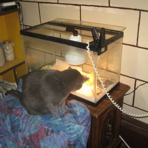 Our cat Phoebe keeping an eye on the baby quail.