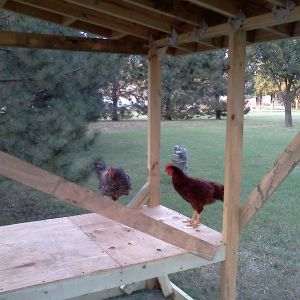 Charlie and Max checking out the coop!