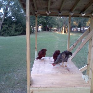 Hanging out in the unfinished coop, pecking the invisible food on the floor...........lol