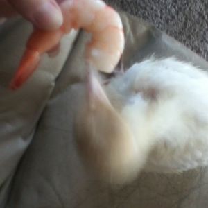 "Baby" Avis eating shrimp