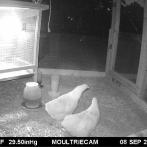 Infrared pic that appears to be white orphingtons but they are buffs!