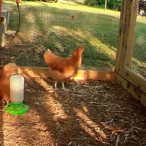 tested and ready for county fair at 10 weeks!