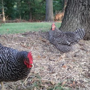 Magpie ill pale 9/10/13