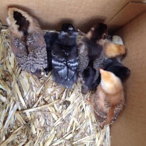 4 Silkies (2 black, 1 buff, 1 porcelain), 2 Ameraucana, 1 Barred Rock, and 1 Rhodie :)