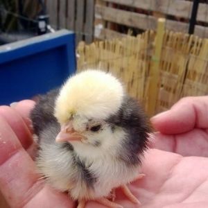 5 of these beauties running around with Betty at the moment. Baby polish/Poland chicks