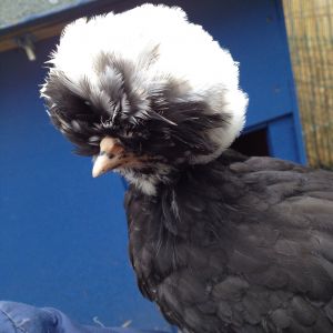 Taloula Bantam Polish/Poland