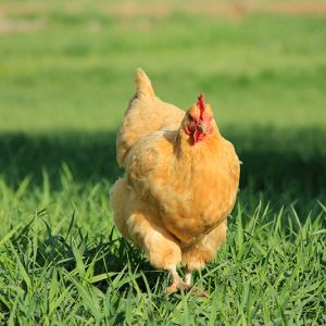 Dorothy free-ranging