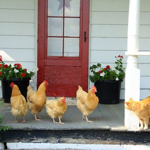 The ladies chilling out on the front porch with our cat Olly