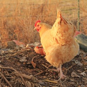 Sophia inspecting the compost heap