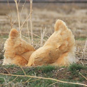 chicken butts